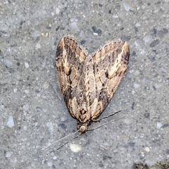 Chesias isabella