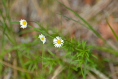 Erigeron hyssopifolius