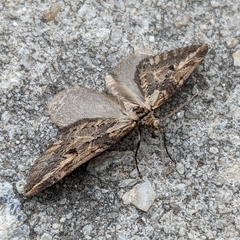 Chesias isabella
