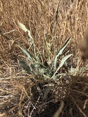 Eryngium aristulatum