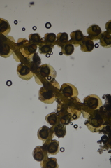Frullania hattoriana