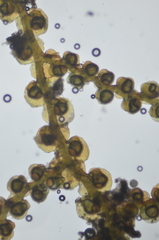 Frullania hattoriana