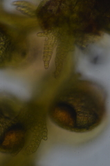 Frullania hattoriana