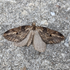 Chesias isabella