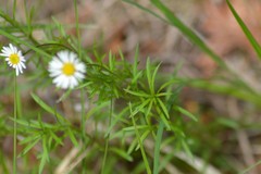 Erigeron hyssopifolius
