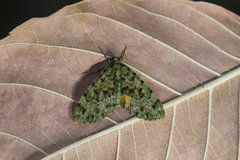 Spargania myrtusaria