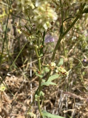 Rumex thyrsoides