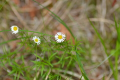 Erigeron hyssopifolius