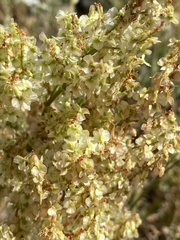 Rumex thyrsoides