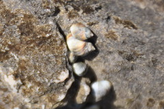 Melarhaphe neritoides