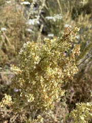 Rumex thyrsoides