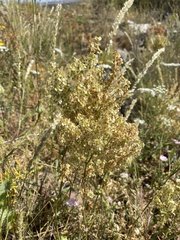 Rumex thyrsoides