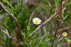 Erigeron hyssopifolius