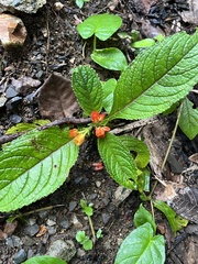 Chrysothemis friedrichsthaliana