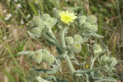 Andryala integrifolia