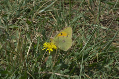 Colias croceus