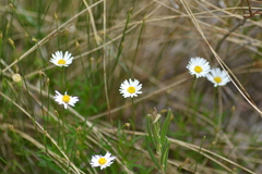 Erigeron hyssopifolius