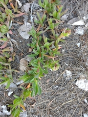 Carpobrotus