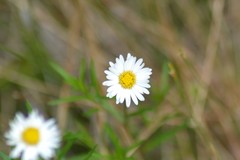 Erigeron hyssopifolius
