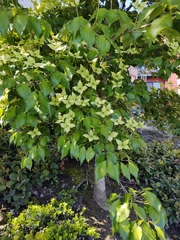 Cornus kousa