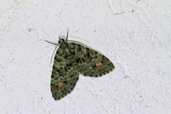 Spargania myrtusaria