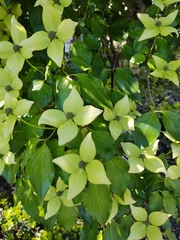 Cornus kousa