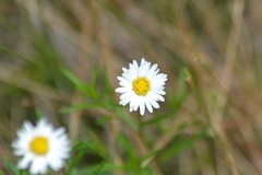 Erigeron hyssopifolius