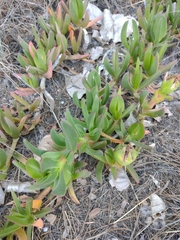 Carpobrotus