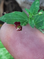 Scrophularia peregrina