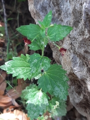 Scrophularia peregrina