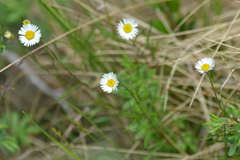 Erigeron hyssopifolius