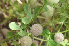 Trifolium tomentosum
