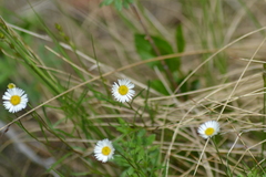 Erigeron hyssopifolius