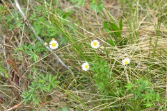 Erigeron hyssopifolius