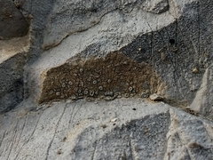 Aspicilia hoffmanniana