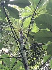 Cecropia pachystachya