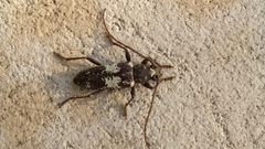 Enaphalodes taeniatus