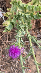 Silybum marianum