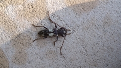 Enaphalodes taeniatus
