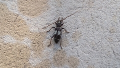 Enaphalodes taeniatus