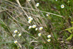 Erigeron hyssopifolius