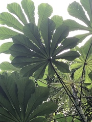 Cecropia pachystachya