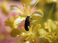 Melyrosoma hirtum