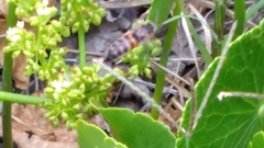 Bicyrtes insidiatrix