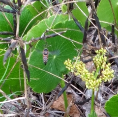 Bicyrtes insidiatrix