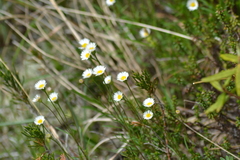 Erigeron hyssopifolius