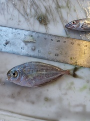 Peprilus triacanthus