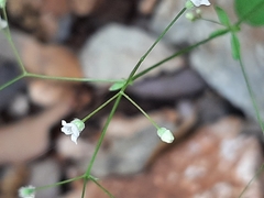 Galium scabrum