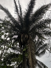 Attalea butyracea