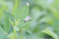 Chamaesphecia tenthrediniformis